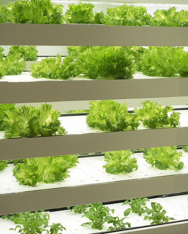 Blog 2: Multi-Sensor Modules Ease Indoor Agriculture Design Challenges